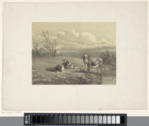 Cows at the water