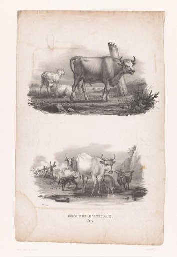 Bull with two sheep and cattle at a watering place