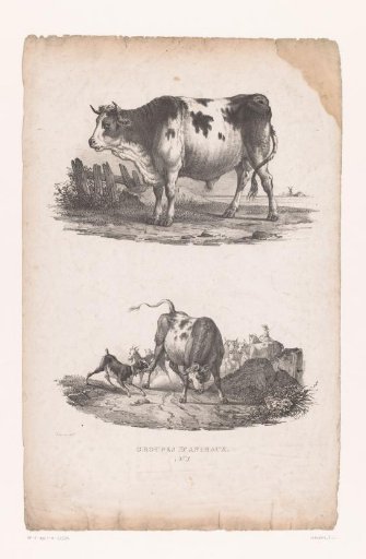 Bull and dog attacking a bull