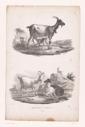Nursing goat and shepherdess with sheep and goats