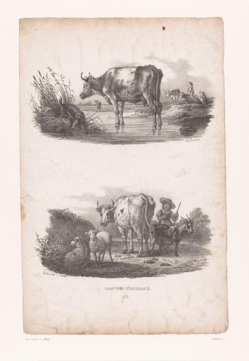 Cows at a waterhole and a shepherdess with cattle
