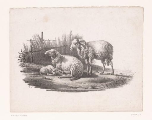 Two sheep and a lamb