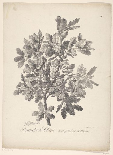 Study of a branch with oak leaves