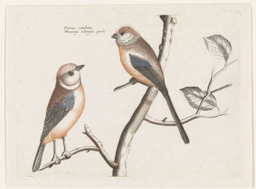 Long-tailed Tits