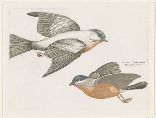 Grey-backed Tits