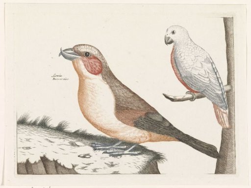 Crossbill and white bird