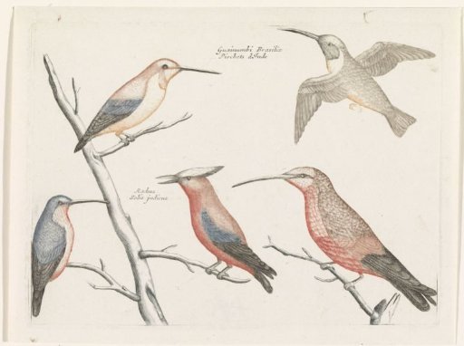 Five Different Species of Hummingbirds