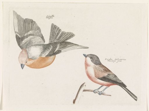 Chaffinch and Grey-backed Tit