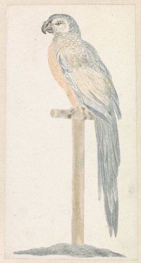 Parrot on a perch