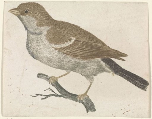 Sparrow on a branch to the left