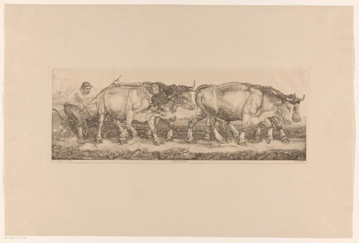 Ploughing oxen