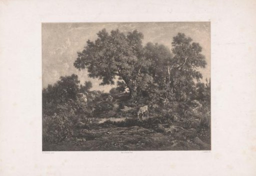 Cow by a forest pond under oak trees