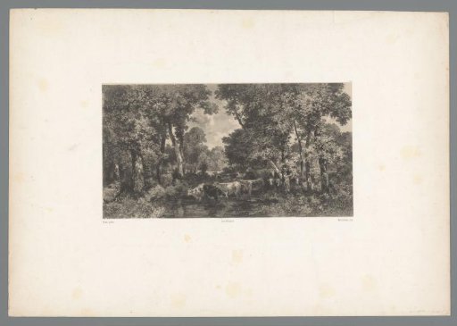 Cows at a water pool in a forest