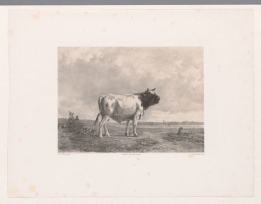 Young Bellowing Bull