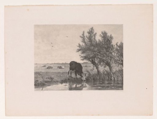 Drinking Cow