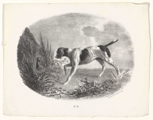 Hunting dog and pheasant