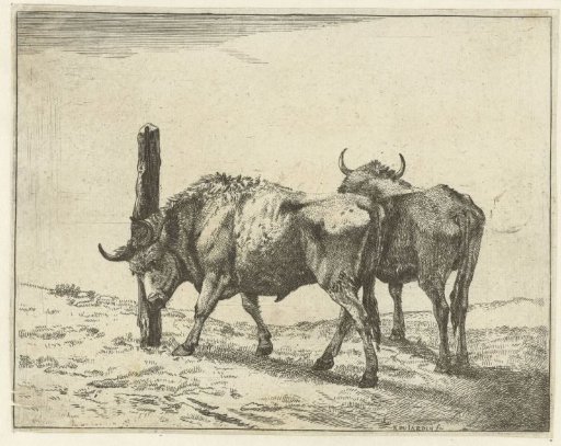 Two oxen, one rubbing its head against a post