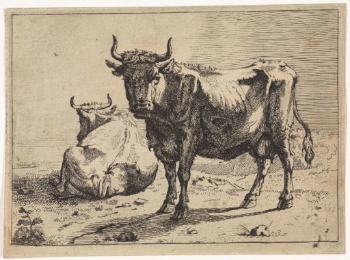 A standing and a lying cow