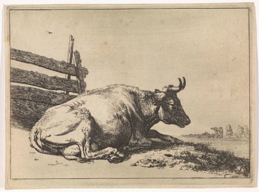 Lying cow by a fence