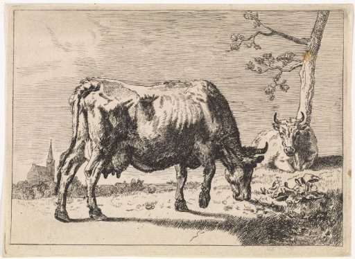 Grazing cow