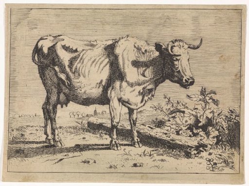 Cow with twisted horn