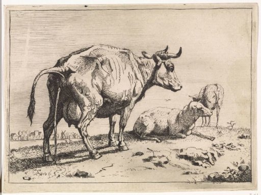 Urinating cow