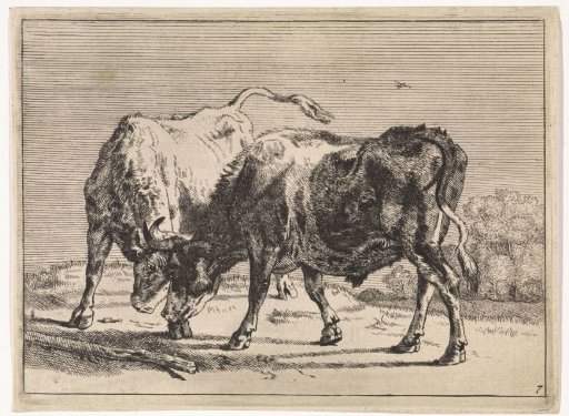 Two fighting oxen