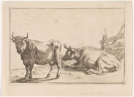 A standing and a lying cow