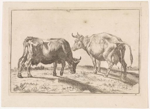 Grazing cow and urinating cow