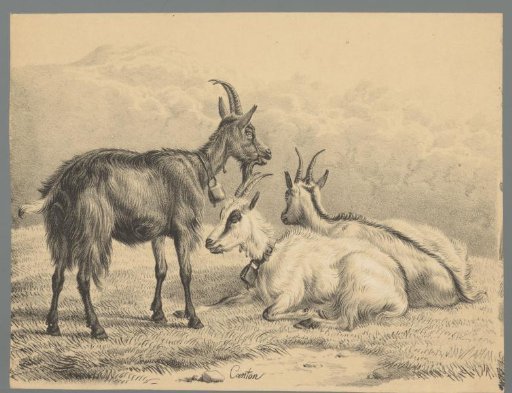Three goats with Alpine bells around their necks