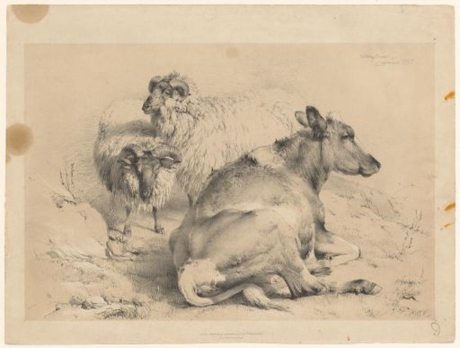Two sheep and a cow