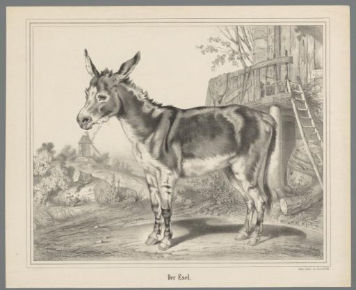 Donkey in a landscape with a mill