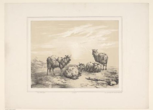 Four Sheep