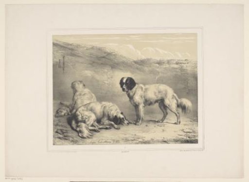 Three Dogs