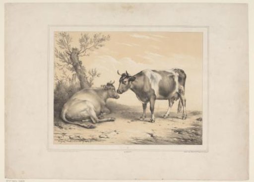 Two Cows