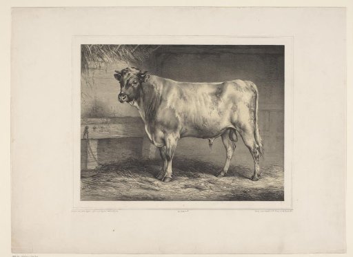 Bull