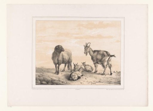 Sheep, goat and three young goats
