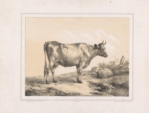 Cow and sheep in a landscape
