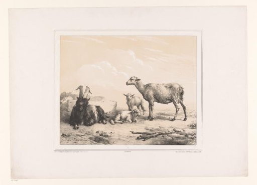 Goat, sheep and two lambs