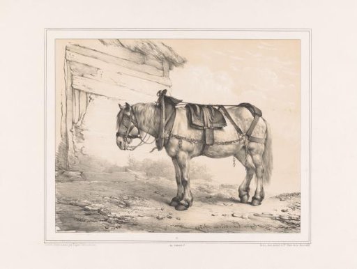 Horse with saddle and halter