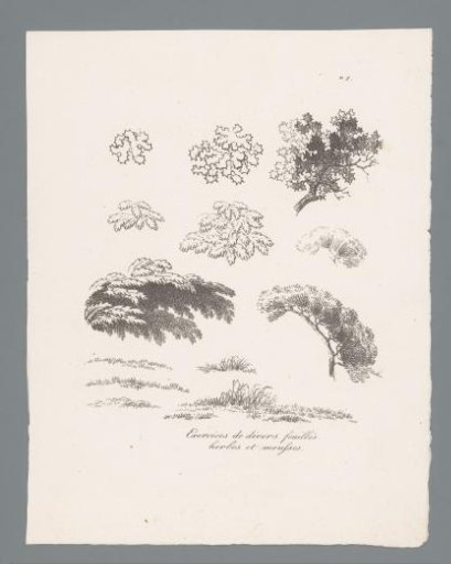 Thirteen studies of various leaves, herbs and mosses