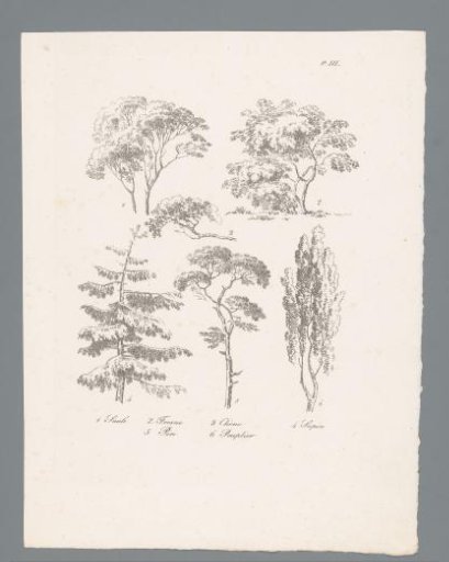 Six studies of various types of tree tops