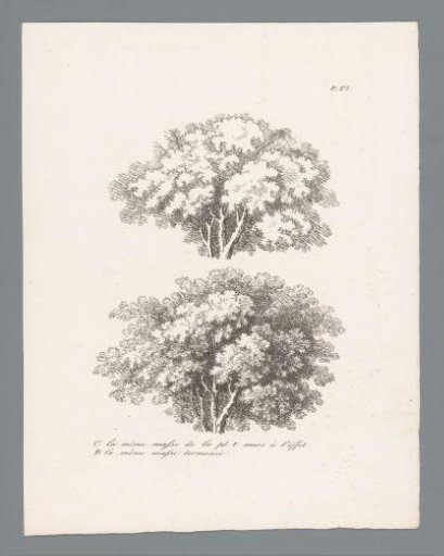 Studies of two tree tops in various drawing stages