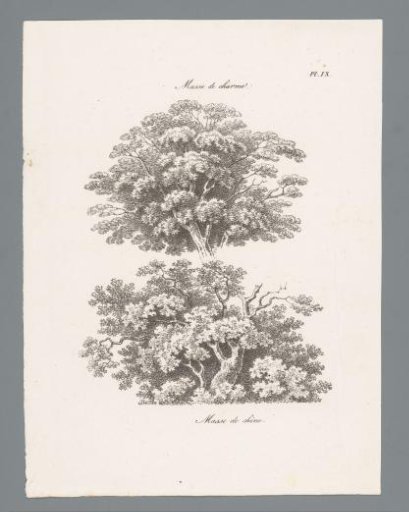 Tops of a hornbeam and an oak
