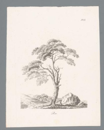 Pine