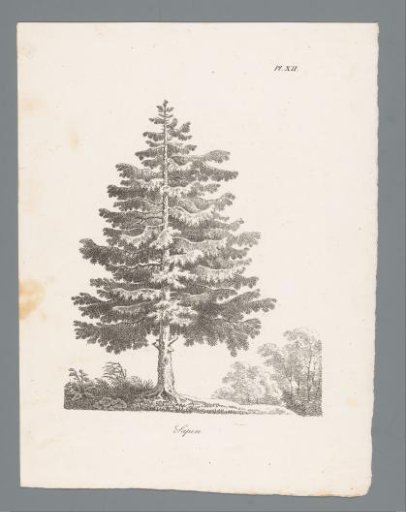 Silver fir