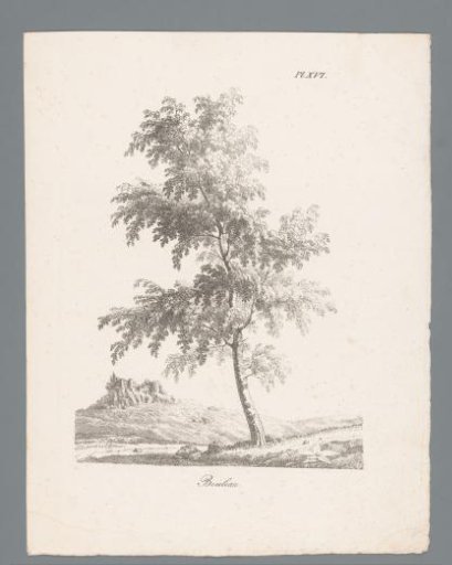 Birch