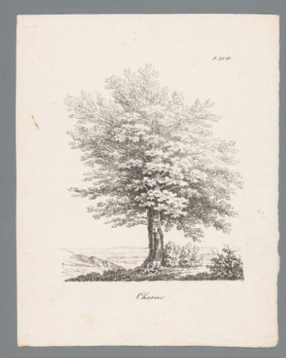Hornbeam