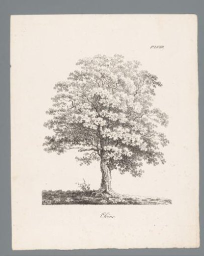 Oak