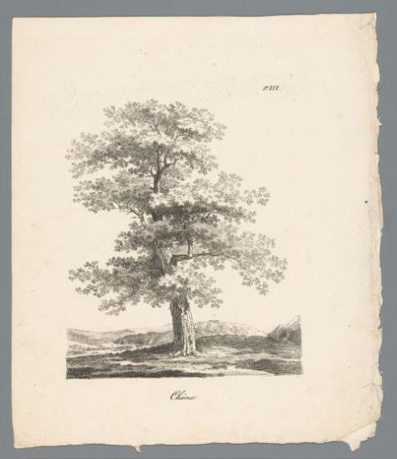 Oak